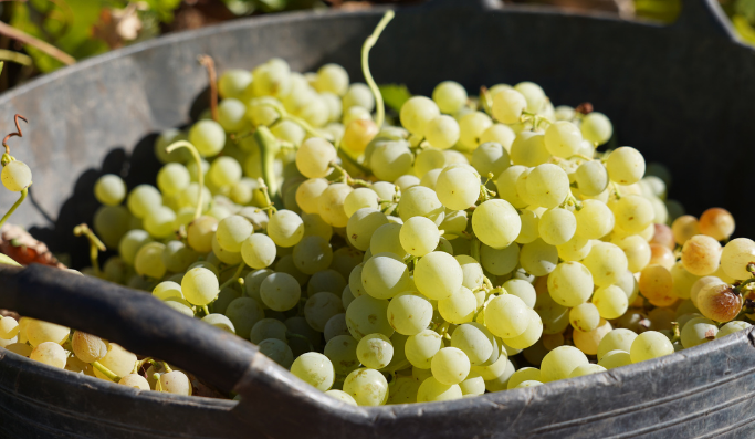 Barreños con uvas airén