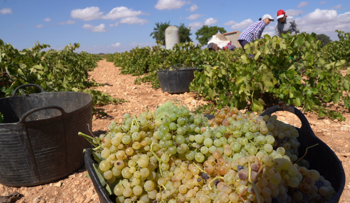 Espuerta con uva de airén
