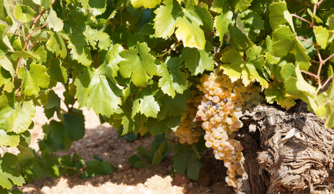 Porte y vigor vid airén