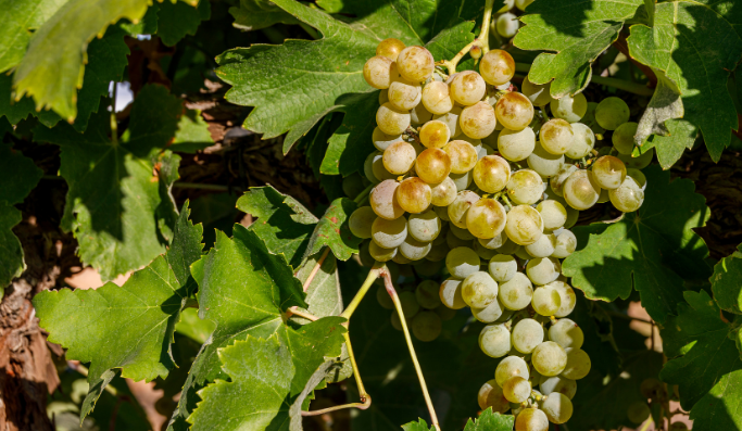 Racimo de uva airén